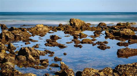 Your Guide To Our Tidepools Guides Wicked Sonoma