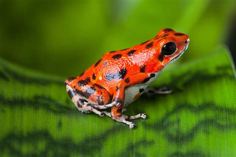 Red Poison Frog Photograph By Dirk Ercken Pixels