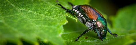 Japanese Beetle Eating Raspberry Leaves Environmental Pest Management