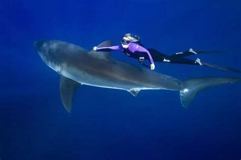 Video Of Swimmer Riding Shark Ocean Ramsey Swam With Foot Great