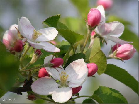 Koncert kwiatu jabłoni w katowicach nie odbędzie się według planu. Kwiaty Jabłoni...