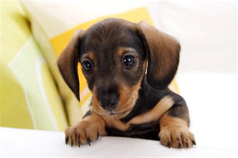 Check spelling or type a new query. Activating Thoughts: Cute Puppies 2