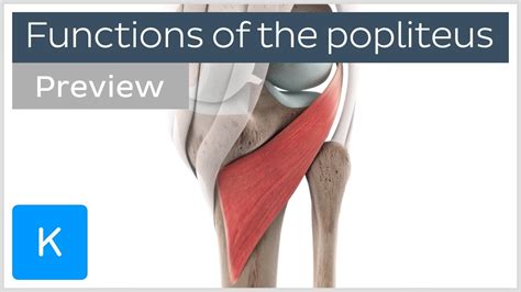 Functions Of The Popliteus Muscle Preview 3d Human Anatomy Kenhub