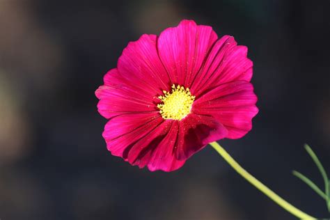 Cosmea Blume Cosmos Bipinnatu Kostenloses Foto Auf Pixabay Pixabay