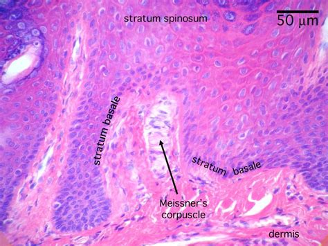 The tumour is centered in the dermis with frequent involvement of the overlying epidermis (figures 1, 2) and may. Histology - Integumentary System - Medicine Cam101 with ...