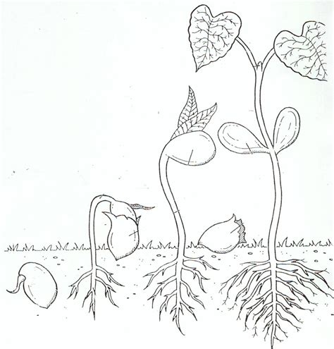 Free Coloring Pages Of Bean Plant Life Cycle Jeffersonclan