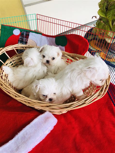 Maltese Puppies For Sale Miami Fl 285970 Petzlover