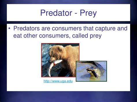 PPT - Relationships in Ecosystems PowerPoint Presentation - ID:5755526