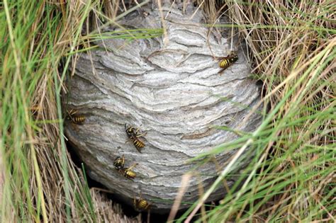 Stinging Insects Can Build Their Nests Almost Anywhere On Or Around Your House Prevent These