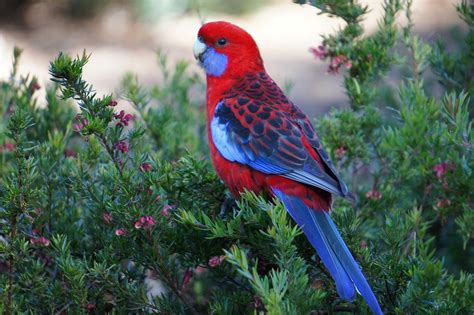 Crimson Rosella Birder Beautiful Birds Crimson