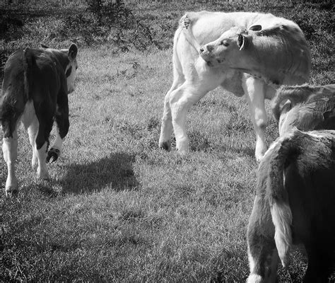 two cows standing in a field two cows standi… flickr