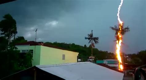 Lp Breaking News Vídeo Mostra O Exato Momento Em Que Um Raio Atinge Uma Palmeira Em Joinville Sc