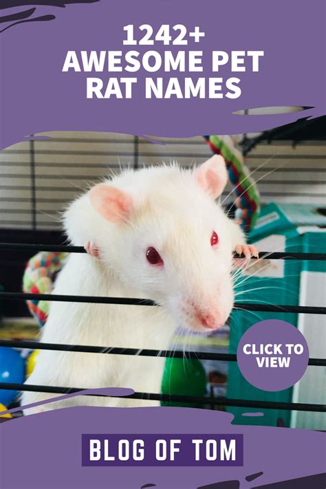 1242+ AWESOME PET RAT NAMES | Pet rats, Rats, Pets