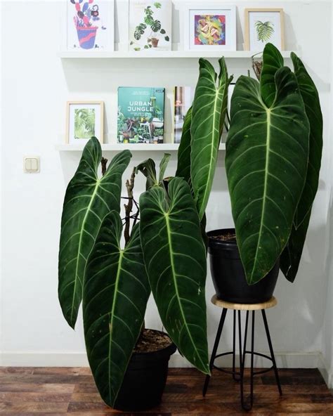 Home Decor With Indoor Tropical Plants