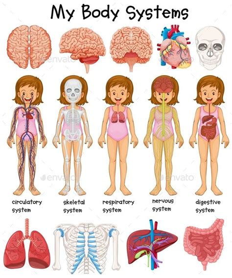 Human Body Systems Diagram Human Body Printables Human Body Unit