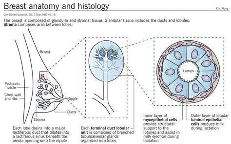 Histology Microscopy Anatomy And Disease Week 3 Figure 5 A Diagram