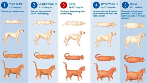 Is My Dog Overweight Chart