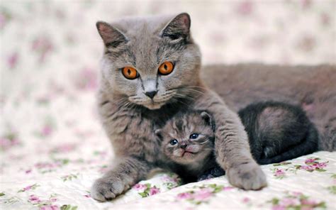 Mom Cats And Their Beautiful Kittens 10 Adorable Photos