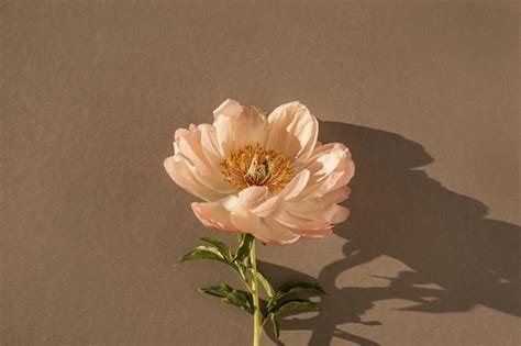 Premium Photo Elegant Peachy Peony Flower On Tan Brown Background