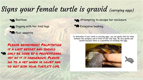 Once your turtle lays its eggs, you'll need to uncover them. Signs your Female Turtle is Gravid (carrying eggs ...