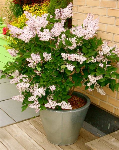 Organic Garden Guide Growing Lilacs In Containers Crooked Bear Creek