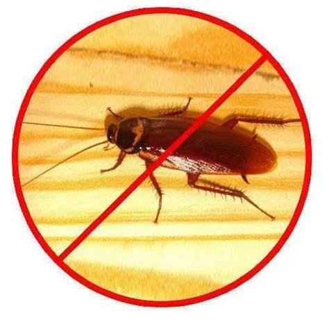 Cockroaches Pest Control Services At Rs 2square Feet Centipede Pest