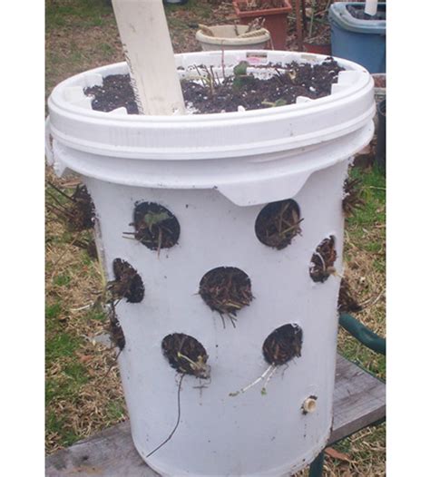 Make a strawberry planter out of excess materials around the house. DIY Strawberry eBucket