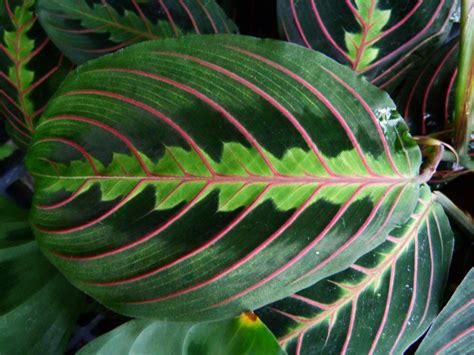 Prune your prayer plant by cutting just above leaf nodes using a pair of sterilized garden scissors. 6 stylish houseplants that are safe for cats and dogs ...
