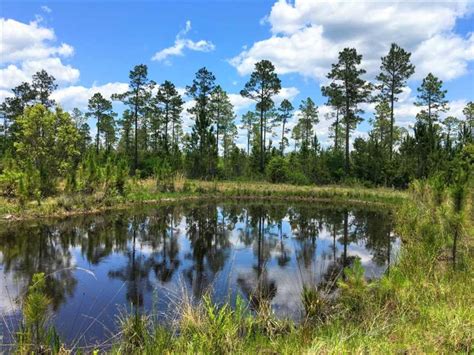 Pioneer land company offers quality hunting land and farm land for sale in illinois. 26.75 Acres with a Pond For Sale in South Georgia. | HuntWise