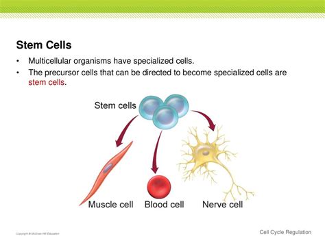 Section 3 Cell Cycle Regulation Ppt Download