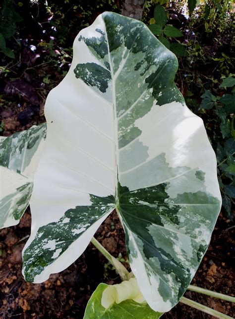 Buy online a living plant of alocasia lauterbachiana of the best quality from canarius.com. Alocasia macrorrhiza - Variegata | Plants