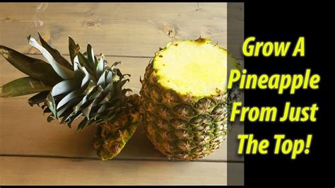 How To Grow A Pineapple From Just A Pineapple Top 2019 Pineapple