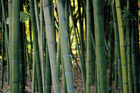 Bamboo Farming In The Us In 2023 Bambu Batu