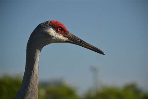 Florida Sandhill Crane Walking Along The Highway Smithsonian Photo