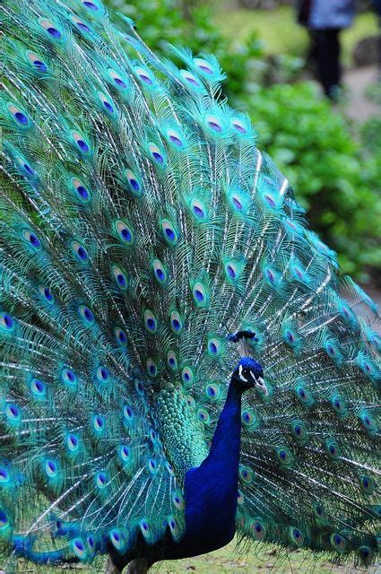 If you are looking for the specific color values of peacock blue, you will find them on this page. Pin on For Rosie