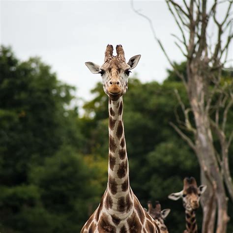 Giraffe Facts Animals Of Africa Worldatlas