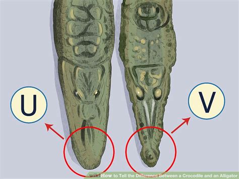 There is a difference between them that is distinct. How to Tell the Difference Between a Crocodile and an ...