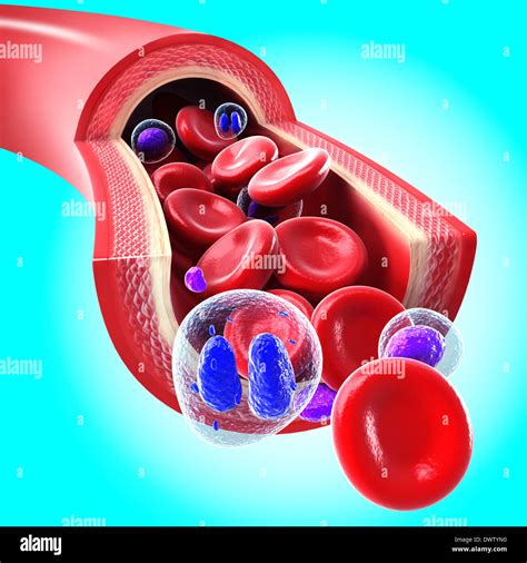 Dibujo De La Circulación De La Sangre Arterial Fotografía De Stock Alamy