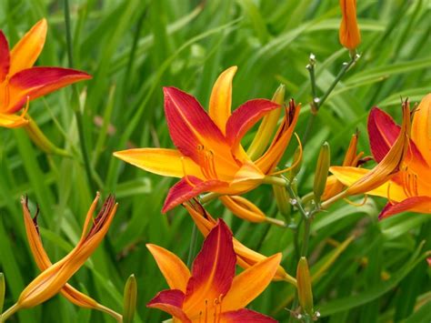 Growing Daylilies Tips For Daylily Care