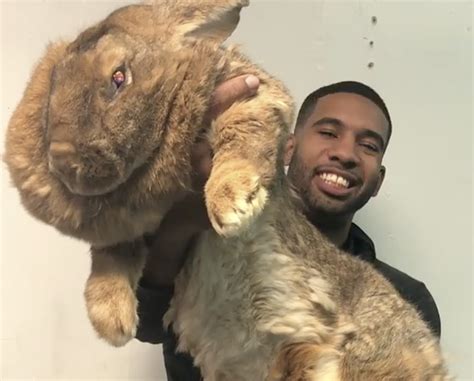 Man Shows Off Huge Rabbit Video