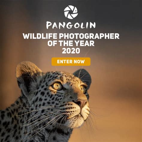 Pangolin Wildlife Photographer Of The Year Until 15 July 2020 Photo