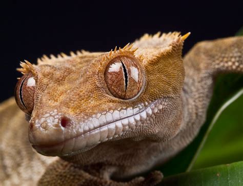 New Caledonian Crested Gecko Wild Arena Macro Workshop A Flickr