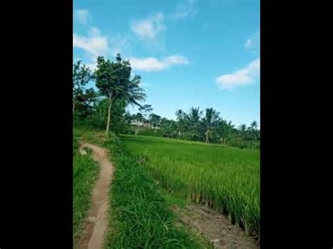Ke indahan pemandangan di sore hari 🌾🌾 - YouTube