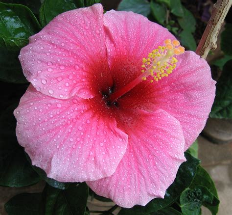 Fichierhibiscus Pink — Wikipédia