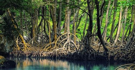 Ditetapkan tempat perlindungan bagi flora dan fauna agar perkembangbiakannya tidak terganggu. Penyebaran Flora dan Fauna Perairan | Geograph88