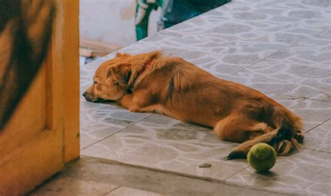 Dog Lying On The Floor Near The Door · Free Stock Photo