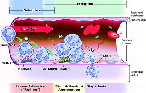 Leukocyte Endothelial Cell Adhesion And Transmigration In Response To