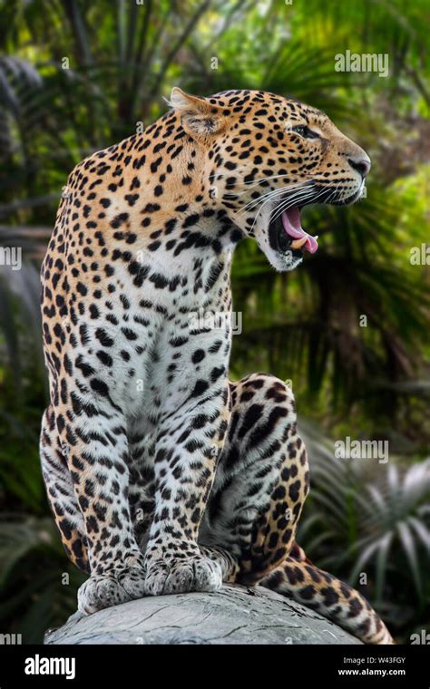 Javan Leopard Panthera Pardus Melas Hi Res Stock Photography And Images