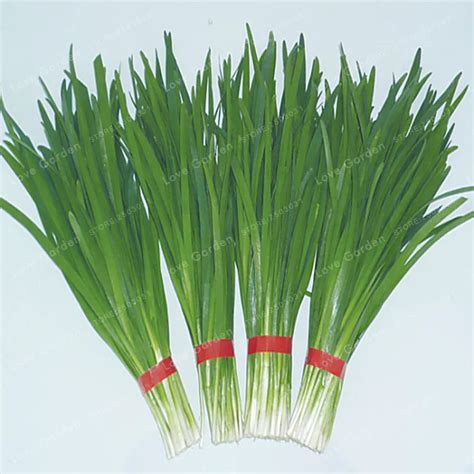 Chinese Chive Seed Garden Potted Leek Plants Seeds For Home Garden Easy