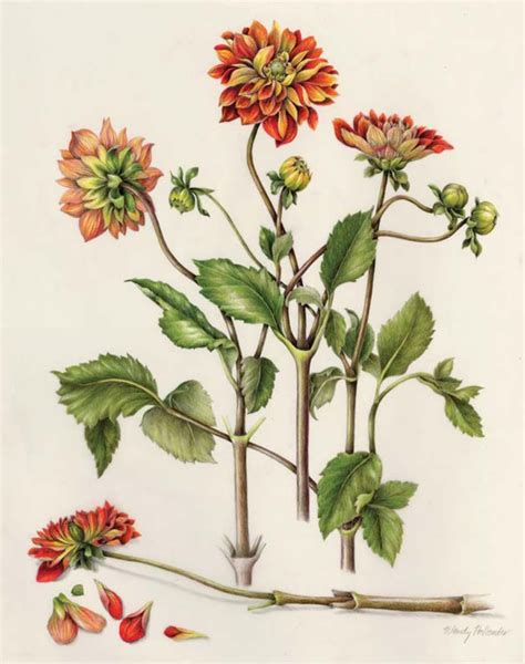 ネット販壳 The Art of Botanical Illustration for you co jp